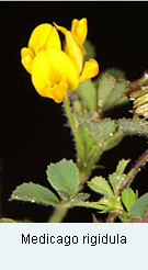 Medicago Genus Images